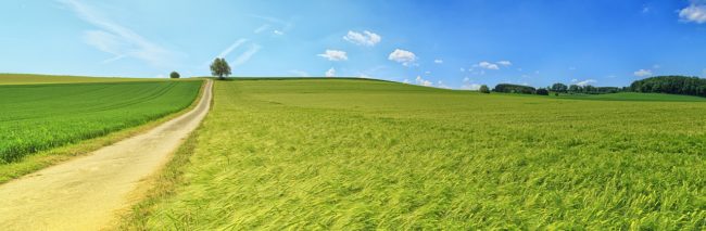 Campo